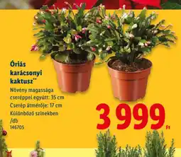 Lidl riás karácsonyi kaktusz ajánlat