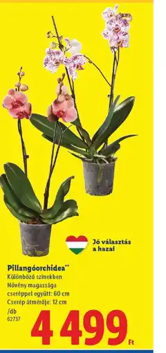 Lidl Pillangorchidea ajánlat