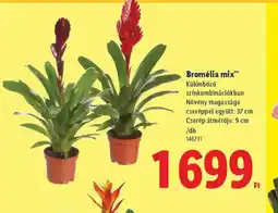 Lidl Bromélia mix ajánlat