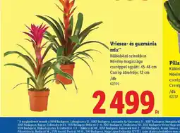 Lidl Vriesea- és guzmánia mix ajánlat