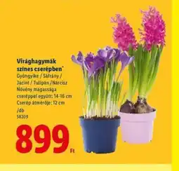 Lidl Virágmagymák ajánlat