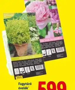 Lidl Fagytűrő évelők ajánlat