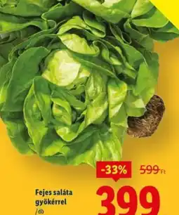 Lidl Sałata z korzeniem ajánlat