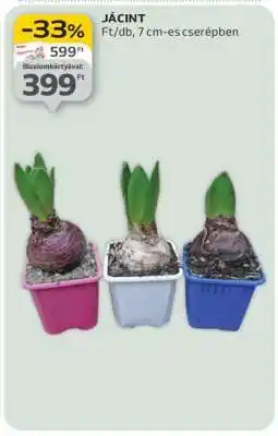 Auchan Jácint ajánlat