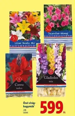 Lidl Őszi virághagymák ajánlat