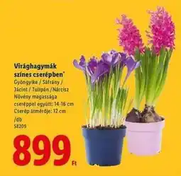Lidl Virághagymák színes cserépben ajánlat