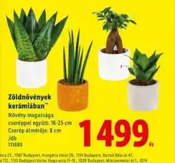 Lidl Zöldnövények kerámiában ajánlat