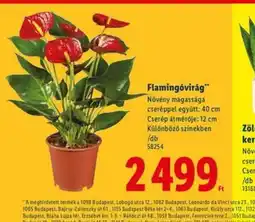 Lidl Flamingóvirág ajánlat