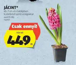 ALDI Jácint ajánlat