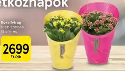 Tesco Korallvirág ajánlat