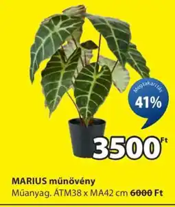 JYSK MARIUS műnövény ajánlat