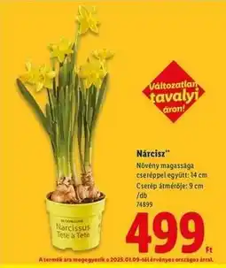 Lidl Nárcisz ajánlat