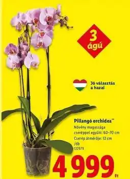 Lidl Pillangó orchidea ajánlat