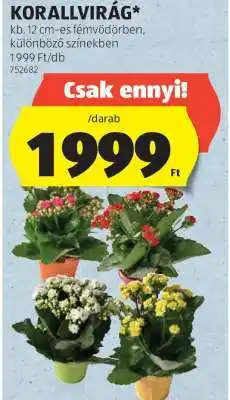 ALDI Korallvirág ajánlat
