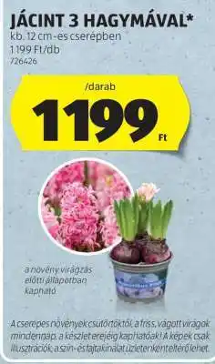 ALDI Jácint 3 hagymával ajánlat