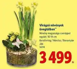 Lidl Virágzó növények üvegtálban ajánlat
