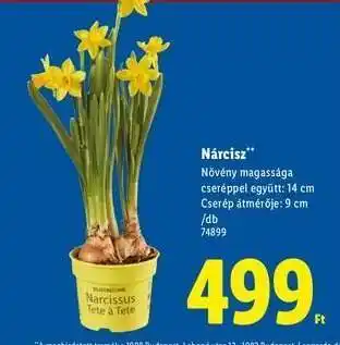 Lidl Nárcisz ajánlat