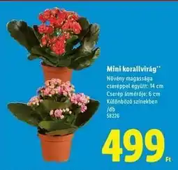 Lidl Mini korallvirág ajánlat
