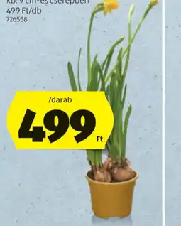 ALDI NÁRCISZ ajánlat