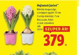 Lidl Hajtatott jácint ajánlat