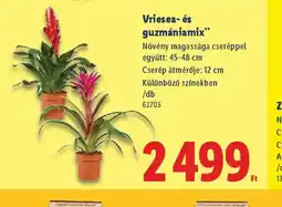 Lidl Vriesea- és guzmániamix ajánlat