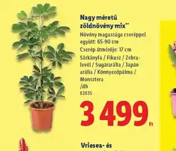 Lidl Nagy méretű zöldnövény mix ajánlat
