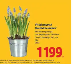 Lidl Virág hagymák fémvödröcskében ajánlat