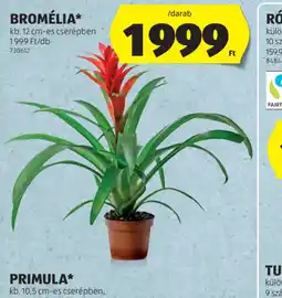ALDI BROMÉLIA ajánlat