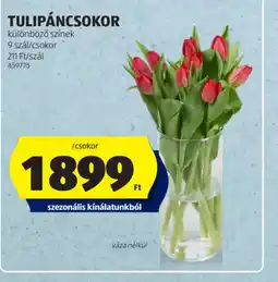 ALDI TULIPÁNCSOKOR ajánlat
