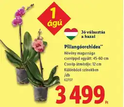 Lidl Pillangóorchidea ajánlat