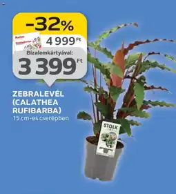 Auchan ZEBRALEVÉL (CALATHEA RUFIBARBA) ajánlat