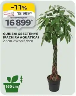 Auchan GUINEAI GESZTENYE (PACHIRA AQUATICA) ajánlat