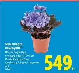Lidl Mini virágzó növénymix ajánlat