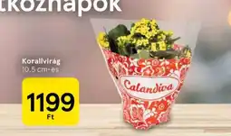 Tesco Korallvirág ajánlat