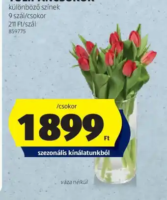 ALDI TULIPÁNCSOKOR ajánlat