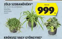 ALDI ZÖLD SZOBANÖVÉNY ajánlat