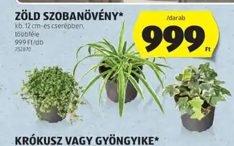 ALDI ZÖLD SZOBANÖVÉNY ajánlat