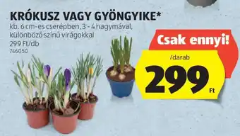 ALDI KRÓKUSZ VAGY GYÖNGYIKE ajánlat