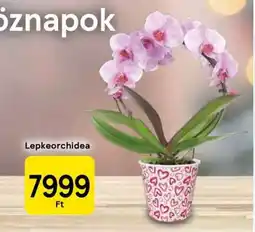 Tesco LEPKEORCHIDEA ajánlat