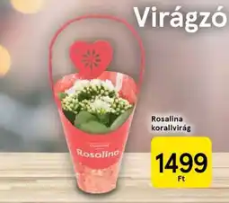 Tesco Rosalina korallvirág ajánlat
