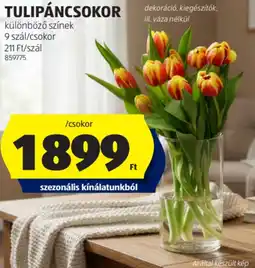 ALDI Tulipáncsokor ajánlat