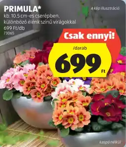 ALDI Primula ajánlat