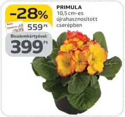 Auchan PRIMULA ajánlat