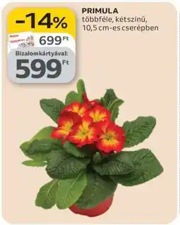 Auchan PRIMULA ajánlat