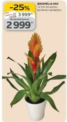 Auchan Bromélia mix ajánlat