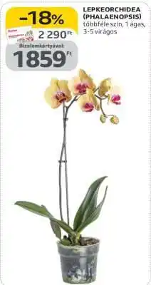 Auchan Lepkeorchidea (Phalaenopsis) ajánlat