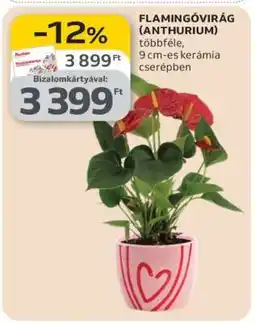 Auchan Flamingóvirág (Anthurium) ajánlat