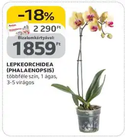 Auchan Lepkeorchidea (Phalaenopsis) ajánlat