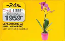 Auchan Lepkeorchidea (Phalaenopsis) ajánlat