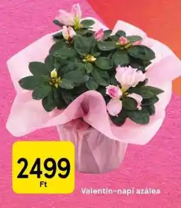 Tesco Valentin-napi azálea ajánlat